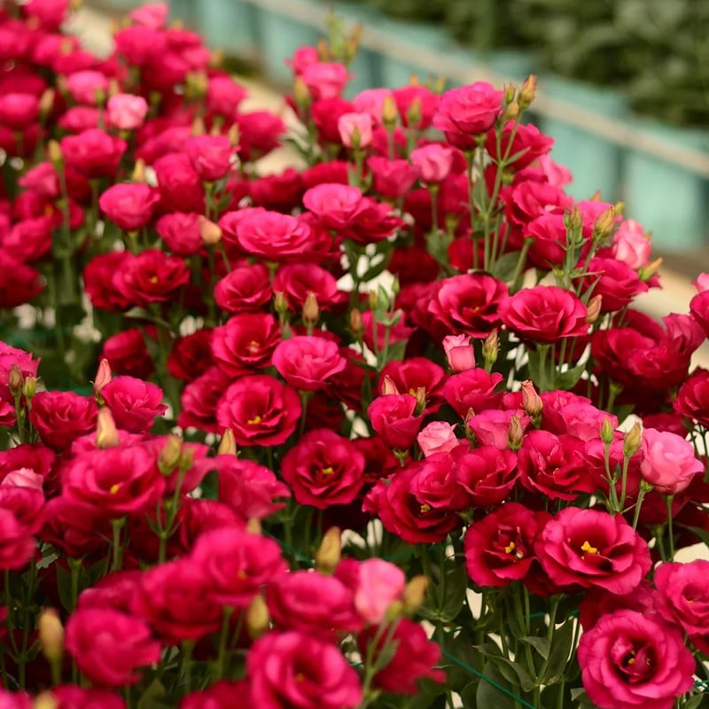 🌹Eustoma Thornless Rose Seeds – Easy-Grow Garden Roses for Beautiful Blooms