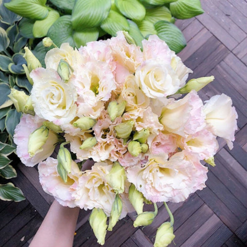 🌹Eustoma Thornless Rose Seeds – Easy-Grow Garden Roses for Beautiful Blooms