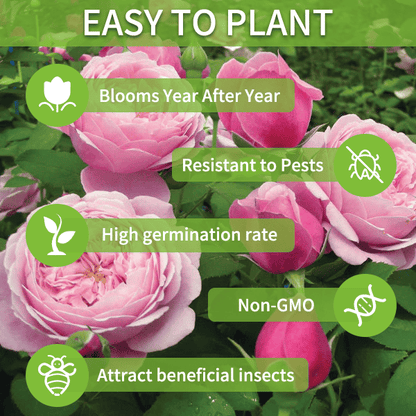 🌹Eustoma Thornless Rose Seeds – Easy-Grow Garden Roses for Beautiful Blooms
