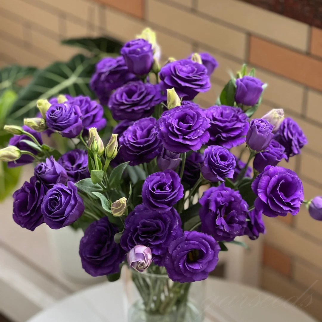 🌹Eustoma Thornless Rose Seeds – Easy-Grow Garden Roses for Beautiful Blooms