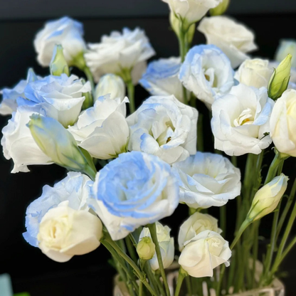 🌹Eustoma Thornless Rose Seeds – Easy-Grow Garden Roses for Beautiful Blooms