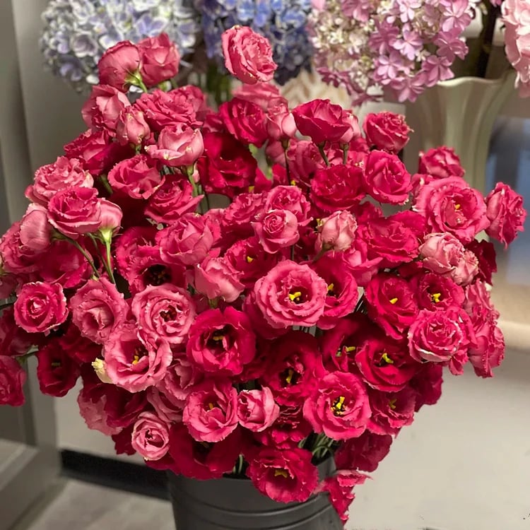 🌹Eustoma Thornless Rose Seeds – Easy-Grow Garden Roses for Beautiful Blooms