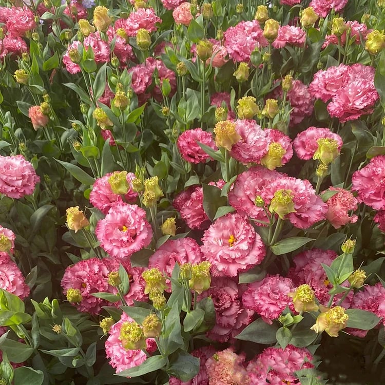🌹Eustoma Thornless Rose Seeds – Easy-Grow Garden Roses for Beautiful Blooms