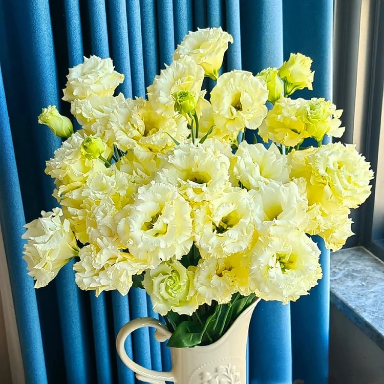 🌹Eustoma Thornless Rose Seeds – Easy-Grow Garden Roses for Beautiful Blooms