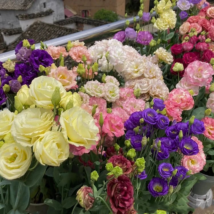 🌹Eustoma Thornless Rose Seeds – Easy-Grow Garden Roses for Beautiful Blooms