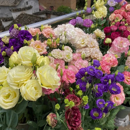 🌹Eustoma Thornless Rose Seeds – Easy-Grow Garden Roses for Beautiful Blooms
