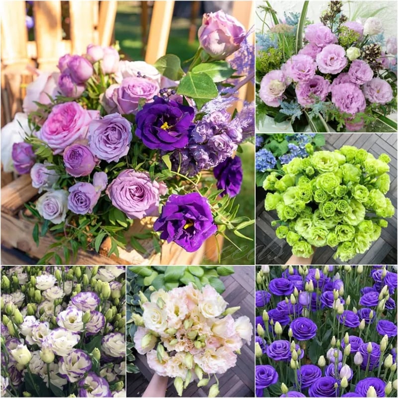 🌹Eustoma Thornless Rose Seeds – Easy-Grow Garden Roses for Beautiful Blooms