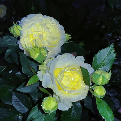 🌹Eustoma Thornless Rose Seeds – Easy-Grow Garden Roses for Beautiful Blooms