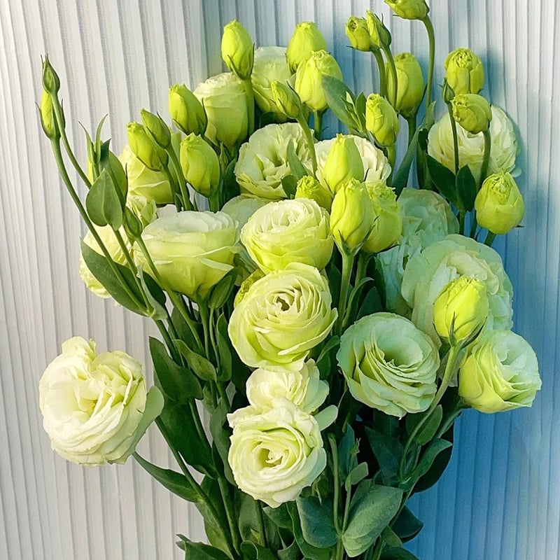 🌹Eustoma Thornless Rose Seeds – Easy-Grow Garden Roses for Beautiful Blooms