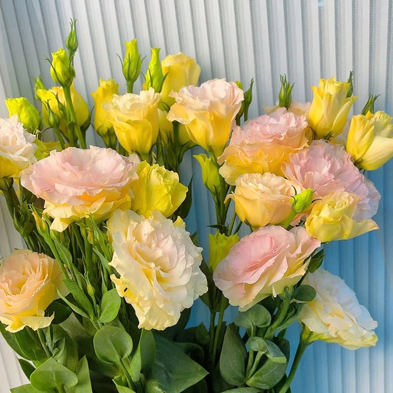 🌹Eustoma Thornless Rose Seeds – Easy-Grow Garden Roses for Beautiful Blooms