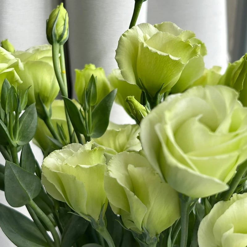 🌹Eustoma Thornless Rose Seeds – Easy-Grow Garden Roses for Beautiful Blooms