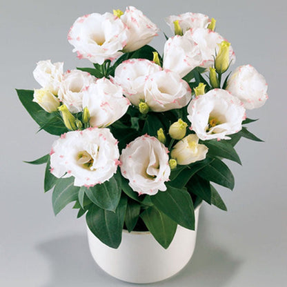 🌹Eustoma Thornless Rose Seeds – Easy-Grow Garden Roses for Beautiful Blooms