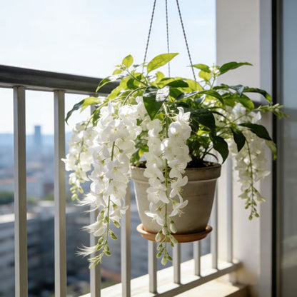 Perfume Jasmine Seeds – Winter Planting, Perennial Blooms & Fragrant Garden Elegance (Only seeds, without flower pot)
