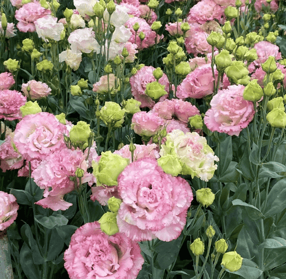 🌹Eustoma Thornless Rose Seeds – Easy-Grow Garden Roses for Beautiful Blooms