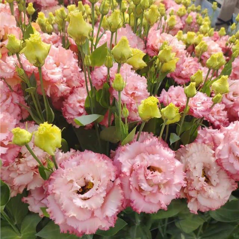 🌹Eustoma Thornless Rose Seeds – Easy-Grow Garden Roses for Beautiful Blooms