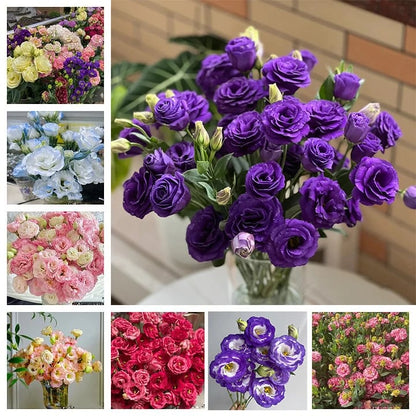 🌹Eustoma Thornless Rose Seeds – Easy-Grow Garden Roses for Beautiful Blooms