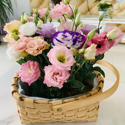 🌹Eustoma Thornless Rose Seeds – Easy-Grow Garden Roses for Beautiful Blooms