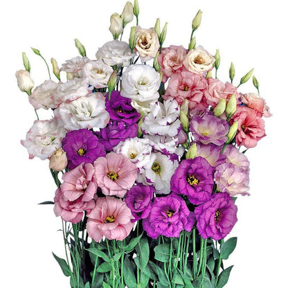 🌹Eustoma Thornless Rose Seeds – Easy-Grow Garden Roses for Beautiful Blooms