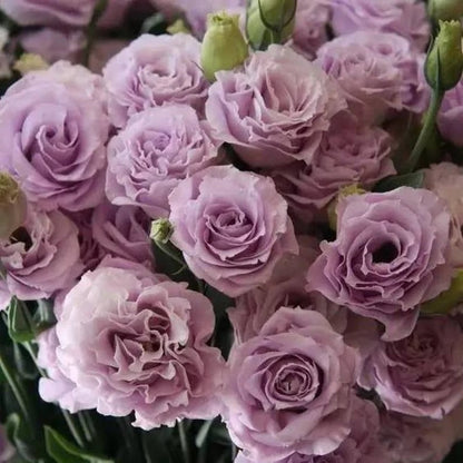 🌹Eustoma Thornless Rose Seeds – Easy-Grow Garden Roses for Beautiful Blooms