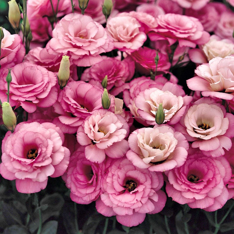 🌹Eustoma Thornless Rose Seeds – Easy-Grow Garden Roses for Beautiful Blooms