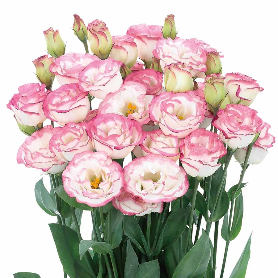 🌹Eustoma Thornless Rose Seeds – Easy-Grow Garden Roses for Beautiful Blooms