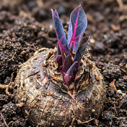 🌈 Giant Caladium Bulbs 🎊The color wizard that creates a dream garden 🌿✨
