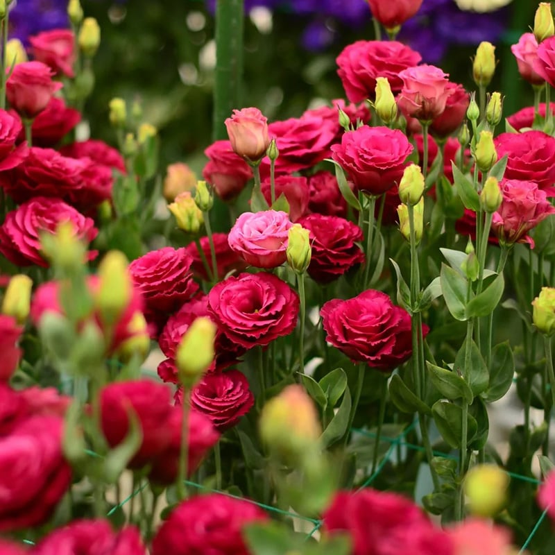 🌹Eustoma Thornless Rose Seeds – Easy-Grow Garden Roses for Beautiful Blooms