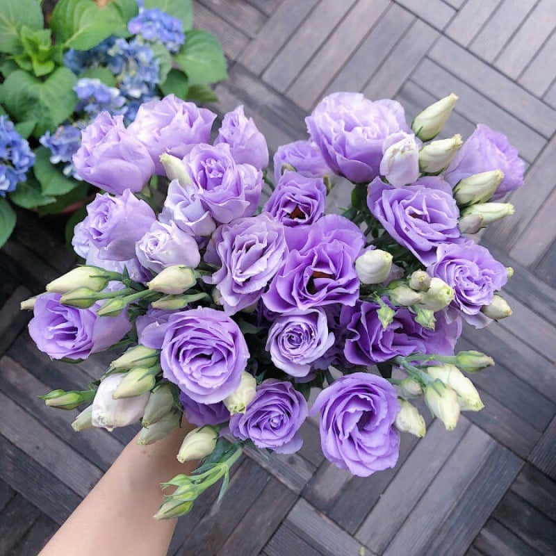 🌹Eustoma Thornless Rose Seeds – Easy-Grow Garden Roses for Beautiful Blooms