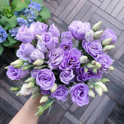 🌹Eustoma Thornless Rose Seeds – Easy-Grow Garden Roses for Beautiful Blooms