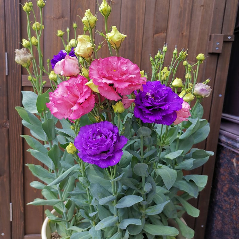🌹Eustoma Thornless Rose Seeds – Easy-Grow Garden Roses for Beautiful Blooms