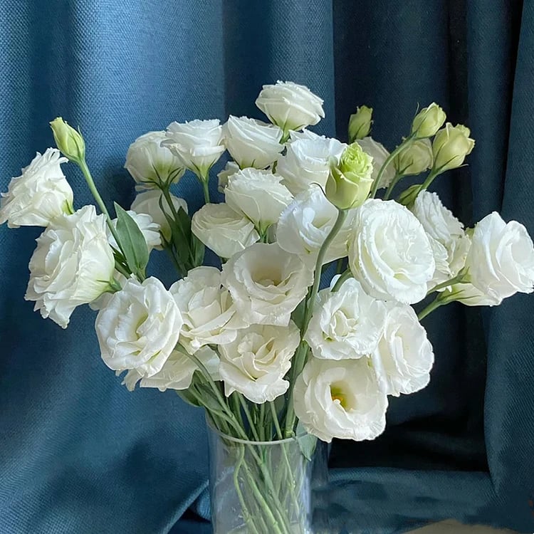 🌹Eustoma Thornless Rose Seeds – Easy-Grow Garden Roses for Beautiful Blooms