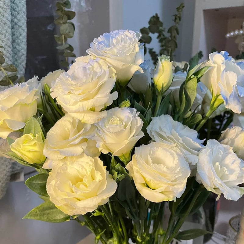 🌹Eustoma Thornless Rose Seeds – Easy-Grow Garden Roses for Beautiful Blooms