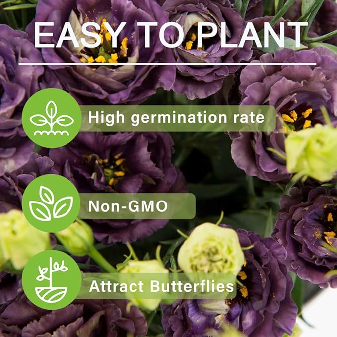 🌹Eustoma Thornless Rose Seeds – Easy-Grow Garden Roses for Beautiful Blooms