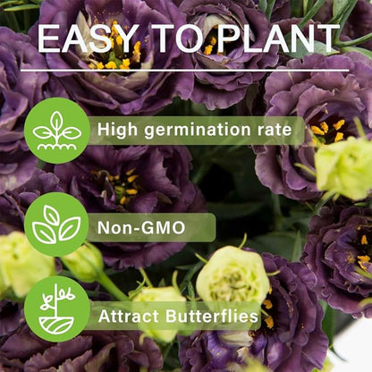 🌹Eustoma Thornless Rose Seeds – Easy-Grow Garden Roses for Beautiful Blooms
