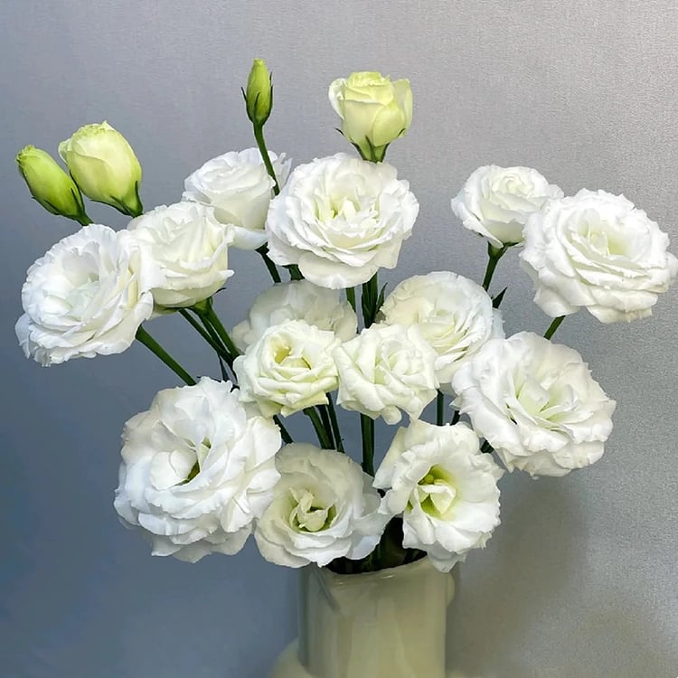 🌹Eustoma Thornless Rose Seeds – Easy-Grow Garden Roses for Beautiful Blooms