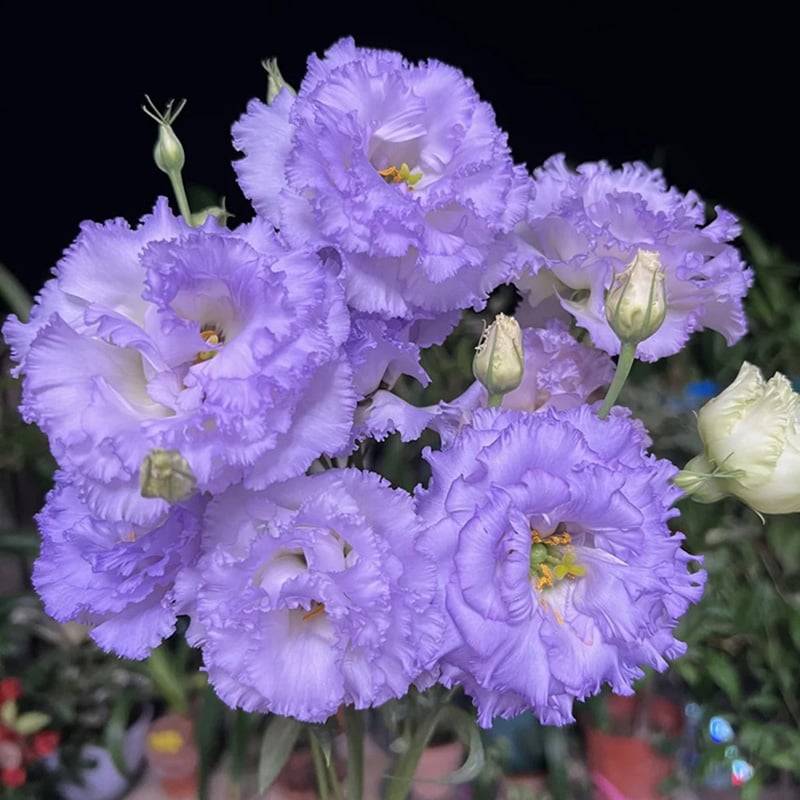 🌹Eustoma Thornless Rose Seeds – Easy-Grow Garden Roses for Beautiful Blooms
