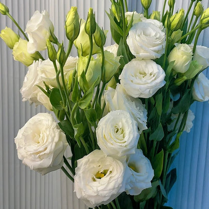 🌹Eustoma Thornless Rose Seeds – Easy-Grow Garden Roses for Beautiful Blooms