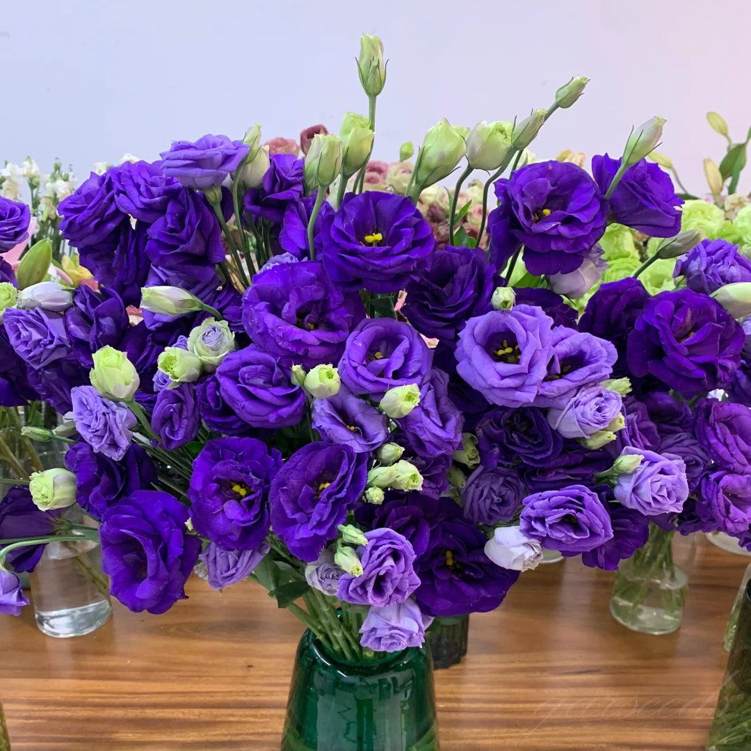 🌹Eustoma Thornless Rose Seeds – Easy-Grow Garden Roses for Beautiful Blooms